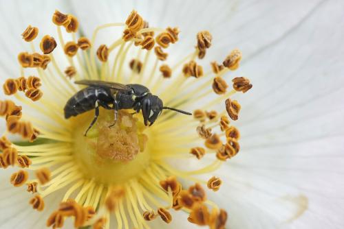 Hylaeus sp.